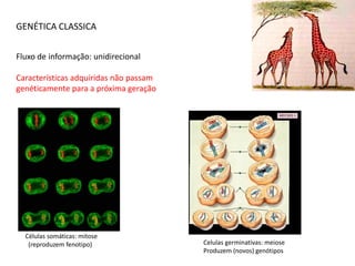 GENÉTICA CLASSICA


Fluxo de informação: unidirecional

Características adquiridas não passam
genéticamente para a próxima geração




  Células somáticas: mitose
   (reproduzem fenotipo)                Celulas germinativas: meiose
                                        Produzem (novos) genótipos
 