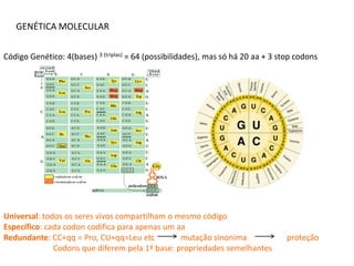 GENÉTICA MOLECULAR


Código Genético: 4(bases) 3 (triplas) = 64 (possibilidades), mas só há 20 aa + 3 stop codons




Universal: todos os seres vivos compartilham o mesmo código
Específico: cada codon codifica para apenas um aa
Redundante: CC+qq = Pro, CU+qq=Leu etc          mutação sinonima                   proteção
              Codons que diferem pela 1ª base: propriedades semelhantes
 