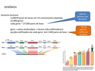 GENÔMICA

                                                                    60% do
Genoma Humano:
                                                                  genoma não
        3.200 M pares de bases em 23 cromossomos diploides         são genes
        25.000 genes
        cada gene: ~ 27.000 pares de base
                                                                    ~1% do
        gene = exons (traduzidos) + introns (não codificadores)     genoma
        porção codificadora de cada gene tem 1340 pares de base    codifica p/
                                                                    proteina
 
