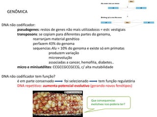 GENÔMICA


DNA não codificador:
        pseudogenes: restos de genes não mais utilizadosss = estr. vestigiais
        transposons: se copiam para diferentes partes do genoma,
                  rearranjam material genético
                  perfazem 43% do genoma
                  sequencias Alu = 10% do genoma e existe só em primatas
                            produzem variação
                            microevolução
                            associadas a cancer, hemofilia, diabetes..
        micro e minisatélites: CCGCCGCCGCCG, c/ alta mutabilidade

DNA não codificador tem função?
        é em parte conservado      foi selecionado       tem função regulatória
        DNA repetitivo: aumenta potencial evolutivo (gerando novos fenótipos)


                                                          Que consequencias
                                                          evolutivas isso poderia ter?


                   Transposons levam a sementes rajadas
 
