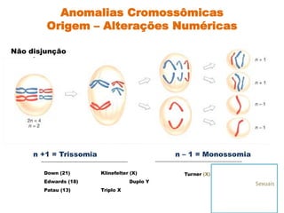 Anomalias Cromossômicas
Origem – Alterações Numéricas
Não disjunção
n +1 = Trissomia n – 1 = Monossomia
Down (21) Klinefelter (X)
Edwards (18) Duplo Y
Patau (13) Triplo X
Turner (X) AutossAUômicas
Sexuais
Autossômicas
 