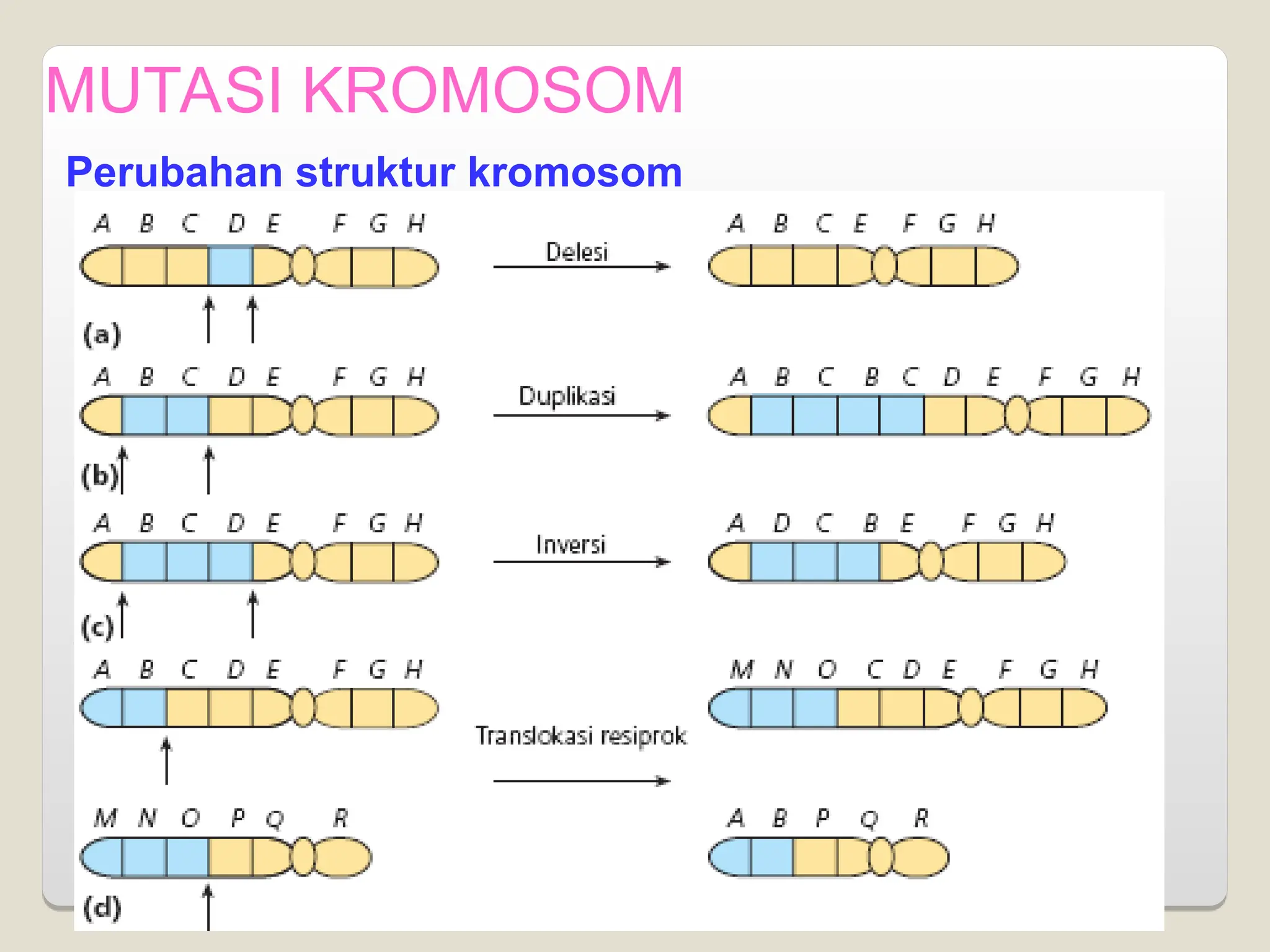 MUTASI KROMOSOM
Perubahan struktur kromosom
 