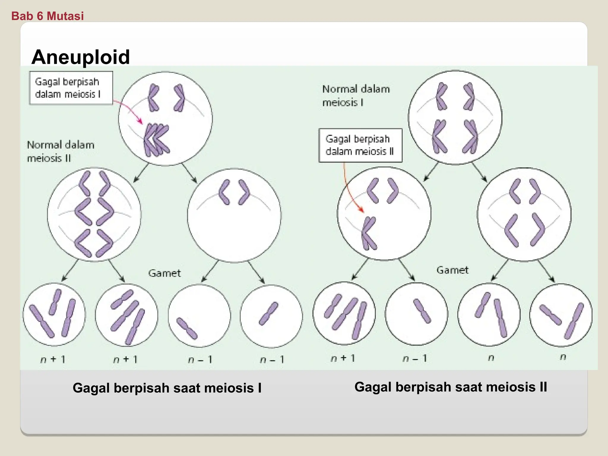 Aneuploid
Gagal berpisah saat meiosis I Gagal berpisah saat meiosis II
Bab 6 Mutasi
 
