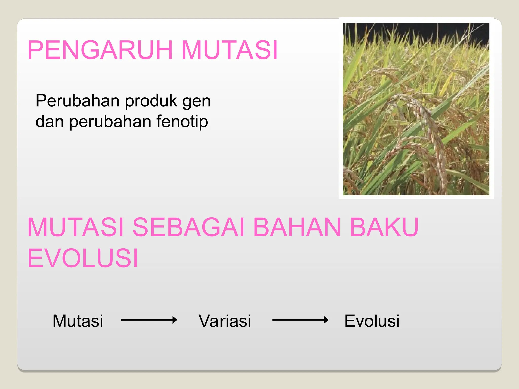 PENGARUH MUTASI
Perubahan produk gen
dan perubahan fenotip
MUTASI SEBAGAI BAHAN BAKU
EVOLUSI
Mutasi Variasi Evolusi
 