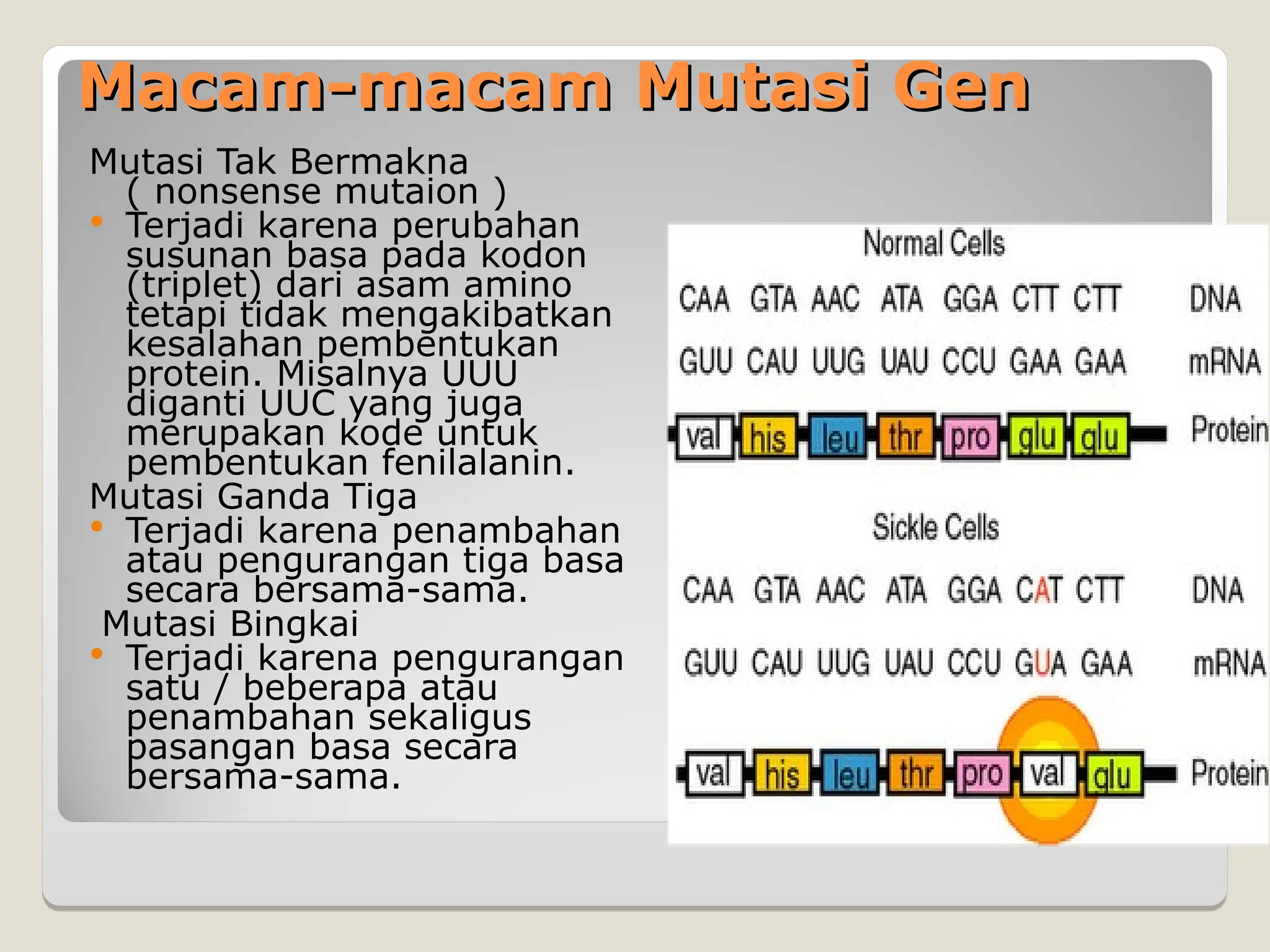 Macam-macam Mutasi Gen
Macam-macam Mutasi Gen
Mutasi Tak Bermakna
( nonsense mutaion )
 Terjadi karena perubahan
susunan basa pada kodon
(triplet) dari asam amino
tetapi tidak mengakibatkan
kesalahan pembentukan
protein. Misalnya UUU
diganti UUC yang juga
merupakan kode untuk
pembentukan fenilalanin.
Mutasi Ganda Tiga
 Terjadi karena penambahan
atau pengurangan tiga basa
secara bersama-sama.
Mutasi Bingkai
 Terjadi karena pengurangan
satu / beberapa atau
penambahan sekaligus
pasangan basa secara
bersama-sama.
 