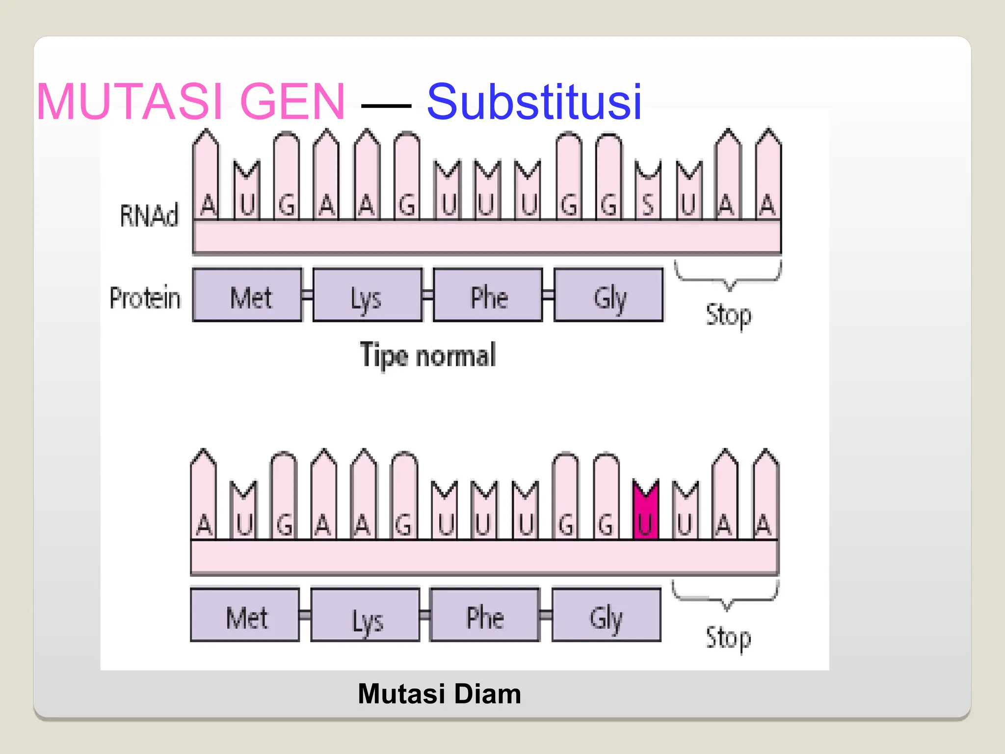 Mutasi Diam
MUTASI GEN — Substitusi
 