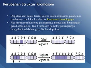Comprehensive Overview of Genetic Mutations: Types, Causes, and Effects ...