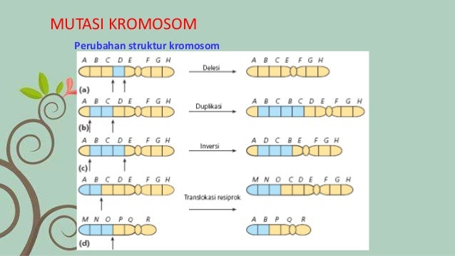 Mutasi Gen Change Basa Nitrogen Evid Arfan Sarolangun