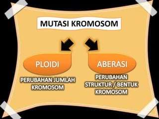 MUTASI KROMOSOM
 