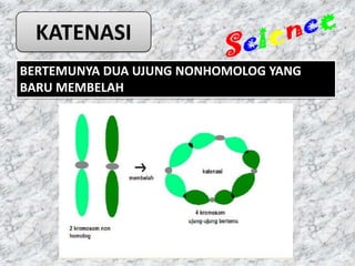KATENASI
BERTEMUNYA DUA UJUNG NONHOMOLOG YANG
BARU MEMBELAH
 