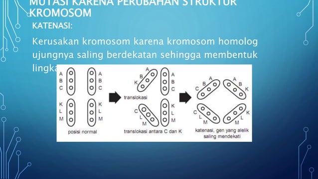 Mutasi kromosom ( Materi Kelas XII SMA) | PPTX