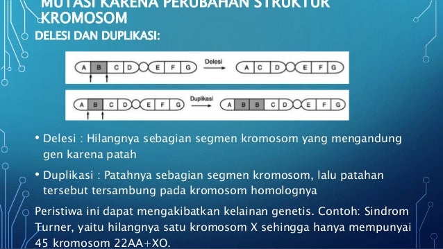 Mutasi Kromosom Materi Kelas Xii Sma Mutasi Kromosom Materi Kelas Xii Sma