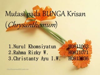 Mutasi pada BUNGA Krisan 
(Chrysanthemum ) 
1.Nurul Khomsiyatun H0811063 
2.Rahma Rizky W. H0811071 
3.Christanty Ayu I.W. H0813036 
 