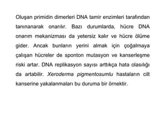 Oluşan primidin dimerleri DNA tamir enzimleri tarafından
tanınanarak onarılır. Bazı durumlarda, hücre DNA
onarım mekanizması da yetersiz kalır ve hücre ölüme
gider. Ancak bunların yerini almak için çoğalmaya
çalışan hücreler de sponton mutasyon ve kanserleşme
riski artar. DNA replikasyon sayısı arttıkça hata olasılığı
da artabilir. Xeroderma pigmentosumlu hastaların cilt
kanserine yakalanmaları bu duruma bir örnektir.
 
