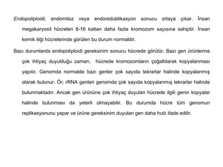 Endopoliploidi;   endomitoz   veya   endoredublikasyon    sonucu   ortaya   çıkar.   İnsan

   megakaryosit hücreleri 8-16 kattan daha fazla kromozom sayısına sahiptir. İnsan

   kemik iliği hücrelerinde görülen bu durum normaldir.

Bazı durumlarda endopoliploidi gereksinim sonucu hücrede görülür. Bazı gen ürünlerine

   çok ihtiyaç duyulduğu zaman,      hücrede kromozomların çoğaltılarak kopyalanması

   yapılır. Genomda normalde bazı genler çok sayıda tekrarlar halinde kopyalanmış

   olarak bulunur. Ör; rRNA genleri genomda çok sayıda kopyalanmış tekrarlar halinde

   bulunmaktadır. Ancak gen ürününe çok ihtiyaç duyulan hücrede ilgili genin kopyalar

   halinde bulunması da yeterli olmayabilir. Bu durumda hücre tüm genomun

   replikasyonunu yapar ve ürüne gereksinim duyulan gen daha hızlı ifade edilir.
 