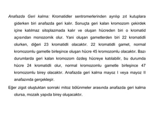 Anafazda Geri kalma: Kromatidler sentromerlerinden ayrılıp zıt kutuplara
   giderken biri anafazda geri kalır. Sonuçta geri kalan kromozom çekirdek
   içine katılmaz sitoplazmada kalır ve oluşan hücreden biri o kromatid
   açısından monozomik olur. Yani oluşan gametlerden biri 22 kromatidli
   olurken, diğeri 23 kromatidli olacaktır. 22 kromatidli gamet, normal
   kromozomlu gametle birleşince oluşan hücre 45 kromozomlu olacaktır. Bazı
   durumlarda geri kalan kromozom özdeş hücreye katılabilir, bu durumda
   hücre 24 kromatidli olur, normal kromozomlu gametle birleşince 47
   kromozomlu birey olacaktır. Anafazda geri kalma mayoz I veya mayoz II
   anafazında gerçekleşir.

Eğer zigot oluştuktan sonraki mitoz bölünmeler arasında anafazda geri kalma
   olursa, mozaik yapıda birey oluşacaktır.
 