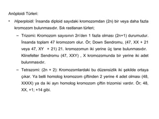 Anöploidi Türleri:
•   Hiperploidi: İnsanda diploid sayıdaki kromozomdan (2n) bir veya daha fazla
    kromozom bulunmasıdır. Sık rastlanan türleri;
     – Trizomi: Kromozom sayısının 2n’den 1 fazla olması (2n+1) durumudur.
       İnsanda toplam 47 kromozom olur. Ör; Down Sendromu, (47, XX + 21
       veya 47, XY + 21) 21. kromozomun iki yerine üç tane bulunmasıdır.
       Klinefelter Sendromu (47, XXY) , X kromozomunda bir yerine iki adet
       bulunmasıdır.
     – Tetrazomi: (2n + 2): Kromozomlardaki bu düzensizlik iki şekilde ortaya
       çıkar. Ya belli homolog kromozom çiftinden 2 yerine 4 adet olması (48,
       XXXX) ya da iki ayrı homolog kromozom çiftin trizomisi vardır. Ör; 48,
       XX, +1; +14 gibi.
 