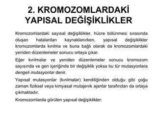 2. KROMOZOMLARDAKİ
    YAPISAL DEĞİŞİKLİKLER
Kromozomlardaki sayısal değişiklikler, hücre bölünmesi sırasında
oluşan    hatalardan   kaynaklanırken,     yapısal  değişiklikler
kromozomlarda kırılma ve buna bağlı olarak da kromozomlardaki
yeniden düzenlemeler sonucu ortaya çıkar.
Eğer kırılmalar ve yeniden düzenlemeler sonucu kromozom
sayısında ve gen içeriğinde bir değişiklik yoksa bu tür mutasyonlara
dengeli mutasyonlar denir.
Yapısal mutasyonlar (kırılmalar) kendiliğinden olduğu gibi çoğu
zaman fiziksel veya kimyasal mutajenik ajanlar tarafından da ortaya
çıkmaktadır.
Kromozomlarda görülen yapısal değişiklikler:
 