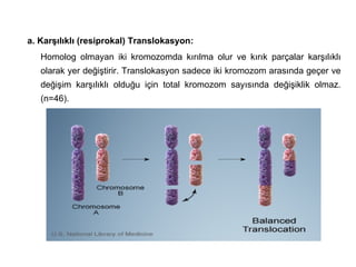 a. Karşılıklı (resiprokal) Translokasyon:
   Homolog olmayan iki kromozomda kırılma olur ve kırık parçalar karşılıklı
   olarak yer değiştirir. Translokasyon sadece iki kromozom arasında geçer ve
   değişim karşılıklı olduğu için total kromozom sayısında değişiklik olmaz.
   (n=46).
 