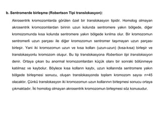 b. Sentromerde birleşme (Robertson Tipi translokasyon):

   Akrosentrik kromozomlarda görülen özel bir translokasyon tipidir. Homolog olmayan
   akrosentrik kromozomlardan birinin uzun kolunda sentromere yakın bölgede, diğer
   kromozomunda kısa kolunda sentromere yakın bölgede kırılma olur. Bir kromozomun
   sentromerli uzun parçası ile diğer kromozomun sentromer taşımayan uzun parçası
   birleşir. Yani iki kromozomun uzun ve kısa kolları (uzun-uzun) (kısa-kısa) birleşir ve
   translokasyonlu kromozom oluşur. Bu tip translokasyona Robertson tipi translokasyon
   denir. Ortaya çıkan bu anormal kromozomlardan küçük olanı bir sonraki bölünmeye
   katılmaz ve kaybolur. Böylece kısa kolların kaybı, uzun kollarında sentromere yakın
   bölgede birleşmesi sonucu, oluşan translokasyonda toplam kromozom sayısı n=45
   olacaktır. Çünkü translokasyon iki kromozomun uzun kollarının birleşmesi sonucu ortaya
   çıkmaktadır. İki homolog olmayan akrosentrik kromozomun birleşmesi söz konusudur.
 