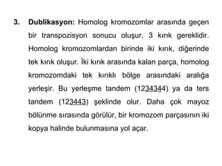 3.   Dublikasyon: Homolog kromozomlar arasında geçen
     bir transpozisyon sonucu oluşur. 3 kırık gereklidir.
     Homolog kromozomlardan birinde iki kırık, diğerinde
     tek kırık oluşur. İki kırık arasında kalan parça, homolog
     kromozomdaki tek kırıklı bölge arasındaki aralığa
     yerleşir. Bu yerleşme tandem (1234344) ya da ters
     tandem (123443) şeklinde olur. Daha çok mayoz
     bölünme sırasında görülür, bir kromozom parçasının iki
     kopya halinde bulunmasına yol açar.
 