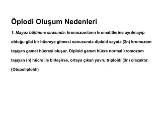 Öplodi Oluşum Nedenleri
1. Mayoz bölünme sırasında; kromozomların kromatitlerine ayrılmayıp

olduğu gibi bir hücreye gitmesi sonucunda diploid sayıda (2n) kromozom

taşıyan gamet hücresi oluşur. Diploid gamet hücre normal kromozom

taşıyan (n) hücre ile birleşirse, ortaya çıkan yavru triploidi (3n) olacaktır.

(Otopoliploidi)
 
