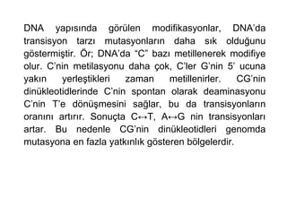 DNA yapısında görülen modifikasyonlar, DNA’da
transisyon tarzı mutasyonların daha sık olduğunu
göstermiştir. Ör; DNA’da “C” bazı metillenerek modifiye
olur. C’nin metilasyonu daha çok, C’ler G’nin 5’ ucuna
yakın    yerleştikleri  zaman     metillenirler.   CG’nin
dinükleotidlerinde C’nin spontan olarak deaminasyonu
C’nin T’e dönüşmesini sağlar, bu da transisyonların
oranını artırır. Sonuçta C↔T, A↔G nin transisyonları
artar. Bu nedenle CG’nin dinükleotidleri genomda
mutasyona en fazla yatkınlık gösteren bölgelerdir.
 