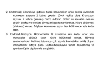 2. Endomitoz; Bölünmeye gidecek hücre bölünmeden önce sentez evresinde
     kromozom sayısını 2 katına çıkartır. (DNA replike olur). Kromozom
     sayısını 2 katına çıkarmış hücre mitozun profaz ve metafaz evresini
     geçirir, anafaz ve telofaza girmez mitozu tamamlanmaz. Hücre bölünmesi
     (sitokinez) olmaz. Böylece kromozom sayısı her bölünmede katı kadar
     artar.
3. Endoredublikasyon; Kromozomlar S evresinde katı kadar artar yani
     kromatidler bölünür fakat hücre bölünmesi olmaz. Böylece
     sentromerinden birbirine tutunmuş çok sayıda kromatidten (4-8) oluşan
     kromozomlar ortaya çıkar. Endoredublikasyon tümör dokularında ve
     spontan düşük olgularında sık görülür.
 