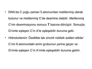 • DNA’da C çoğu zaman 5.atomundan metilenmiş olarak

  bulunur ve metilenmiş C’de deamine olabilir. Metilenmiş

  C’nin deaminasyonu sonucu T bazına dönüşür. Sonuçta,

  G’ninle eşleşen C’in A’le eşleşebilir duruma gelir.

• Hidroksilamin: Özellikle tek zincirli nükleik asitleri etkiler

  C’nin 6.atomundaki amin grubunun yerine geçer ve

  G’ninle eşleşen C’ni A’ninle eşleşebilir duruma getirir.
 