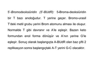 5’-Bromodeoksiüridin (5’-BUdR): 5-Broma-deoksiüridin
bir T bazı anoloğudur. T yerine geçer. Bromo-urasil
T’deki metil grubu yerini Brom atomunu alması ile oluşur.
Normalde T gibi davranır ve A’le eşleşir. Bazen keto
formundan enol forma dönüşür ve A’nın yerine G’le
eşleşir. Sonuç olarak başlangıçta A-BUdR olan baz çifti 2
replikasyon sonra başlangıçtaki A-T yerini G-C olacaktır.
 