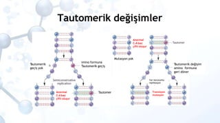 Tautomerik değişimler
T
automerik değişim
amino formuna
geri döner
T
automerik
geçiş yok
imino formuna
Tautomerik geçiş
An...