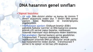 DNA hasarının genel sınıfları
41
• Yapısal bozulma:
• UV ışığı: DNA dizisini etkiler ve komşu iki timinin T
dimeri oluşumu...