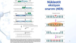 Nükleotit
eksizyon
onarımı (NER)
UvrA
56
UvrB
UvrC
 