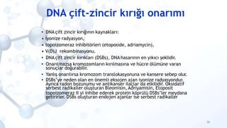 DNA çift-zincir kırığı onarımı
58
• DNA çift zincir kırığının kaynakları:
• İyonize radyasyon,
• topoizomeraz inhibitörler...