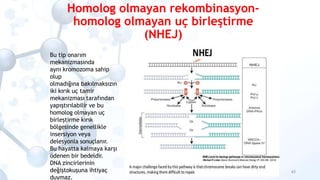 Homolog olmayan rekombinasyon-
homolog olmayan uç birleştirme
(NHEJ)
63
Bu tip onarım
mekanizmasında
aynı kromozoma sahip
...