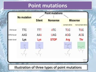 Point Mutation Labeled Mutation | PPTX