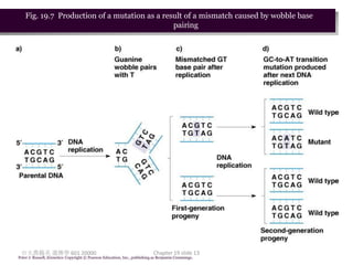 Fig. 19.7 Production of a mutation as a result of a mismatch caused by wobble base
                                              pairing




 台大農藝系 遺傳學 601 20000                                                       Chapter 19 slide 13
Peter J. Russell, iGenetics: Copyright © Pearson Education, Inc., publishing as Benjamin Cummings.
 