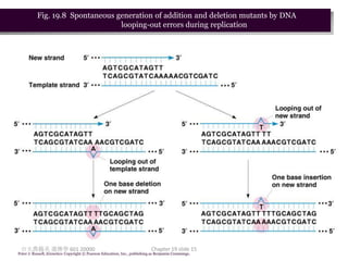 Fig. 19.8 Spontaneous generation of addition and deletion mutants by DNA
                                 looping-out errors during replication




 台大農藝系 遺傳學 601 20000                                                       Chapter 19 slide 15
Peter J. Russell, iGenetics: Copyright © Pearson Education, Inc., publishing as Benjamin Cummings.
 