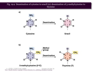 Fig. 19.9 Deamination of cytosine to uracil (a); deamination of 5-methylcytosine to
                                              thymine




 台大農藝系 遺傳學 601 20000                                                       Chapter 19 slide 16
Peter J. Russell, iGenetics: Copyright © Pearson Education, Inc., publishing as Benjamin Cummings.
 