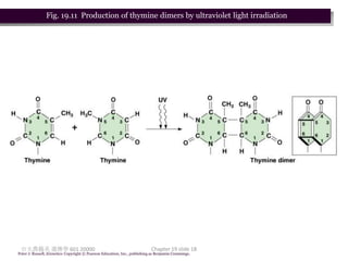 Fig. 19.11 Production of thymine dimers by ultraviolet light irradiation




 台大農藝系 遺傳學 601 20000                                                       Chapter 19 slide 18
Peter J. Russell, iGenetics: Copyright © Pearson Education, Inc., publishing as Benjamin Cummings.
 