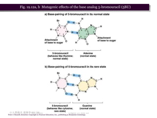 Fig. 19.12a, b Mutagenic effects of the base analog 5-bromouracil (5BU)




 台大農藝系 遺傳學 601 20000                                                       Chapter 19 slide 20
Peter J. Russell, iGenetics: Copyright © Pearson Education, Inc., publishing as Benjamin Cummings.
 