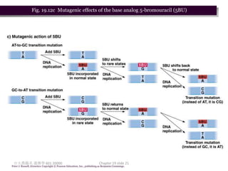 Fig. 19.12c Mutagenic effects of the base analog 5-bromouracil (5BU)




 台大農藝系 遺傳學 601 20000                                                       Chapter 19 slide 21
Peter J. Russell, iGenetics: Copyright © Pearson Education, Inc., publishing as Benjamin Cummings.
 