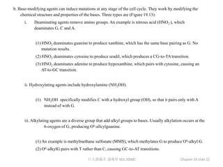 b. Base-modifying agents can induce mutations at any stage of the cell cycle. They work by modifying the
    chemical structure and properties of the bases. Three types are (Figure 19.13):
      i.   Deaminating agents remove amino groups. An example is nitrous acid (HNO 2 ), which
           deaminates G, C and A.


            (1) HNO2 deaminates guanine to produce xanthine, which has the same base pairing as G. No
               mutation results.
            (2) HNO2 deaminates cytosine to produce uradil, which produces a CG-to-TA transition.
            (3) HNO2 deaminates adenine to produce hypoxanthine, which pairs with cytosine, causing an
               AT-to-GC transition.


      ii. Hydroxylating agents include hydroxylamine (NH2OH).


            (1) NH2OH specifically modifies C with a hydroxyl group (OH), so that it pairs only with A
                instead of with G.


      iii. Alkylating agents are a diverse group that add alkyl groups to bases. Usually alkylation occurs at the
                   6-oxygen of G, producing O6-allcylguanine.


            (1) An example is methylmethane sulfonate (MMS), which methylates G to produce O6-alkyl G.
            (2) O6-aIkylG pairs with T rather than C, causing GC-to-AT transitions.

                                           台大農藝系 遺傳學 601 20000                                    Chapter 19 slide 22
 