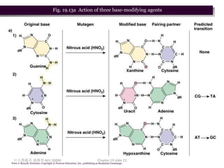 Fig. 19.13a Action of three base-modifying agents




 台大農藝系 遺傳學 601 20000                                                       Chapter 19 slide 23
Peter J. Russell, iGenetics: Copyright © Pearson Education, Inc., publishing as Benjamin Cummings.
 