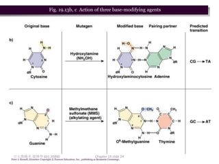 Fig. 19.13b, c Action of three base-modifying agents




 台大農藝系 遺傳學 601 20000                                                       Chapter 19 slide 24
Peter J. Russell, iGenetics: Copyright © Pearson Education, Inc., publishing as Benjamin Cummings.
 