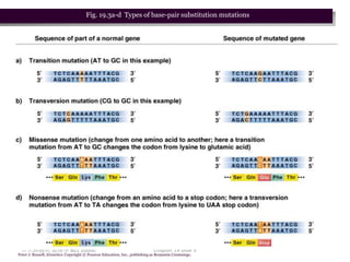 Fig. 19.3a-d Types of base-pair substitution mutations




 台大農藝系 遺傳學 601 20000                                                        Chapter 19 slide 5
Peter J. Russell, iGenetics: Copyright © Pearson Education, Inc., publishing as Benjamin Cummings.
 