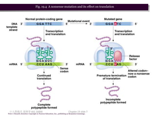 Fig. 19.4 A nonsense mutation and its effect on translation




 台大農藝系 遺傳學 601 20000                                                        Chapter 19 slide 7
Peter J. Russell, iGenetics: Copyright © Pearson Education, Inc., publishing as Benjamin Cummings.
 