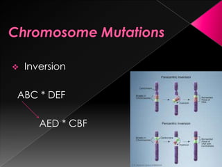 
Inversion
ABC * DEF
AED * CBF