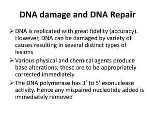 DNA damage and DNA Repair
DNA is replicated with great fidelity (accuracy).
However, DNA can be damaged by variety of
causes resulting in several distinct types of
lesions
Various physical and chemical agents produce
base alterations; these are to be appropriately
corrected immediately
The DNA polymerase has 3’ to 5’ exonuclease
activity. Hence any mispaired nucleotide added is
immediately removed
 