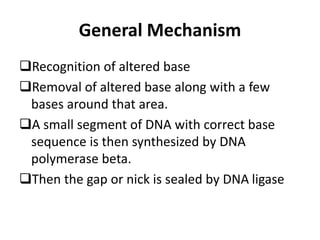 General Mechanism
Recognition of altered base
Removal of altered base along with a few
bases around that area.
A small segment of DNA with correct base
sequence is then synthesized by DNA
polymerase beta.
Then the gap or nick is sealed by DNA ligase
 